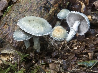Загадочные синие грибы начали находить в лесах под Дубной