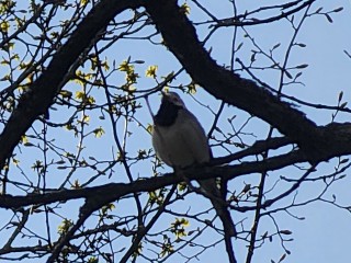 Родное до боли чириканье: турист из Подмосковья услышал пение скворцов в Африке