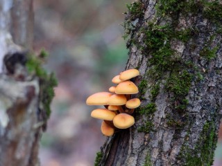 «Полезны даже в 20-градусные морозы»: жители Балашихи вышли на сбор «зимних грибов»