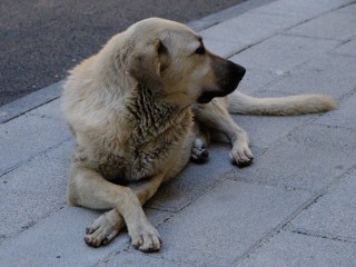 На станции Волоколамска появился настоящий Хатико