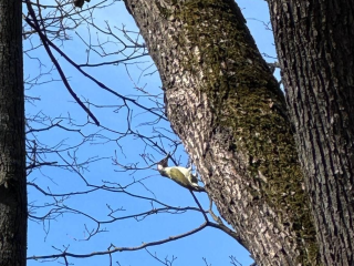Редкого зеленого дятла из Красной книги заметили в Наро-Фоминске
