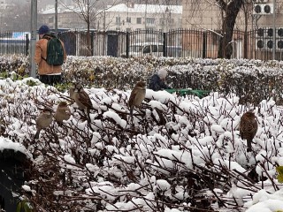 Зима в Москве стала короче на месяц: вердикт климатолога