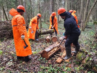 Сухие и поваленные деревья убирают в клинских лесах