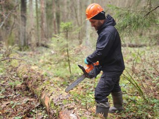 В лесах Солнечногорска спиливают гнилые и сухие деревья