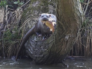 Выдры устроили «налет» на ногинских рыбаков и отобрали весь улов