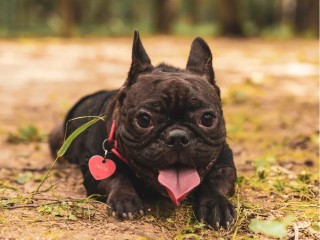 Перестанут радовать хозяев: какие три породы собак вскоре исчезнут