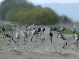 Спецустройство орнитологов отследило путь миграции журавлей из Талдома до Эфиопии