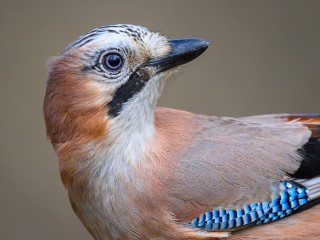 Крупную птицу – сородича вороны с оранжево-голубым опереньем заметили в парке Мира