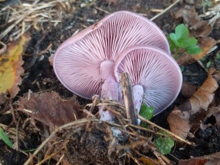 В Солнечногорске жители продолжают находить грибы несмотря на заморозки