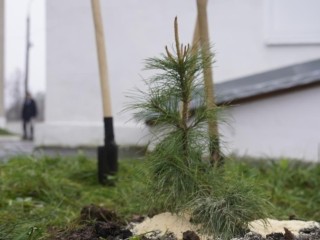 Сквер в честь Защитников Отечества создали в Егорьевске