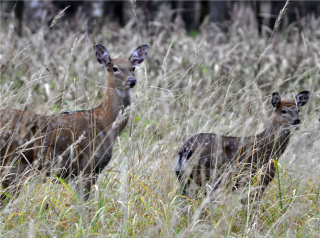 Туристы отметили, что грядет лучшее время для наблюдения за оленями в «Лосином острове»
