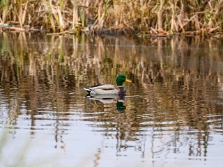 Утке свернули шею на глазах у отдыхающих в Павловском Посаде