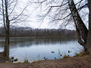 В Подмосковье проходит голосование за очистку прудов — узнайте, как поучаствовать
