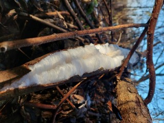 В Луховицах можно найти похожий на седые волосы гриб, но есть его нельзя