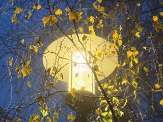 Секретный ритуал 12 ноября: если увидели синичку, то сделайте это немедленно, чтобы привлечь удачу