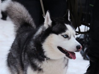 Хвостатый фитнес: как за одну прогулку с собакой сжечь до 400 ккал