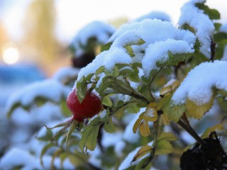 Мокрый снег и мороз до -8 градусов нагрянут в Подмосковье на выходных