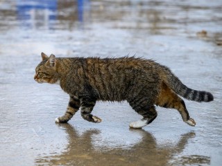 Прям как в Европе: с нулевых температур начнется зима в Волоколамске
