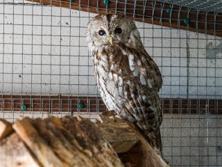 «Письмо из Хогвартса»: белая сова постучала в окно жителю Фабричного проезда