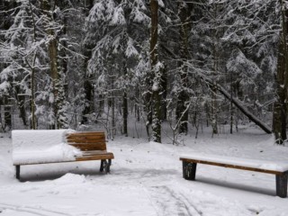 Снег и морозы до -20 придут в Подмосковье! Синоптики спрогнозировали зиму похолоднее предыдущей