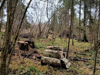 Неликвид в дело: как бурелом и сухостой в Клину превращают в удобрение для будущего леса