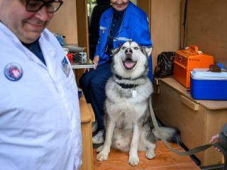 Тихая и буйная: какие формы бешенства могут проявляться у животных и угрожать человеку