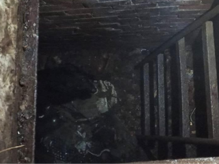 Арчи снова на воле: в Здравнице спасатели достали бездомного пса, провалившегося в заброшенный погреб