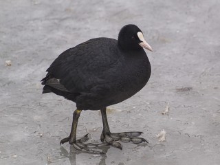 Жители Фрязина спасли лысуху, вмерзшую в лед на Барском пруду