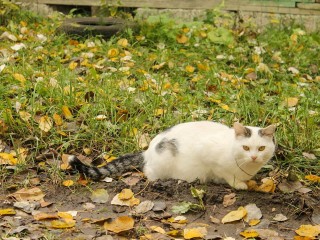 Церковный праздник 14 ноября 2025: почему запрещено прогонять кошку в этот день