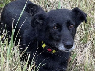 По следам неуловимой Тоси: волонтеры Подмосковья разыскивают организовавшую побег собаку Лу́ну