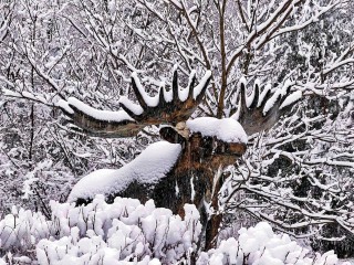 «Лосиный остров» пригласил гостей на зимние фотосессии в Дендрарий