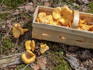 Грибы в ноябре? В центре Дубны жители нашли «солнечные» лисички