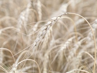 В Луховицах собрали рекордный урожай зерновых, зернобобовых и масличных культур