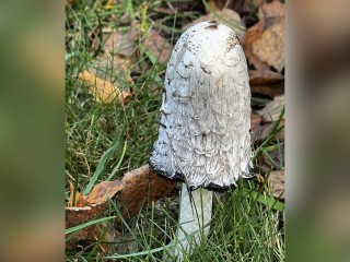 «Европейский трюфель» вырос в центре города в Серебряных Прудах