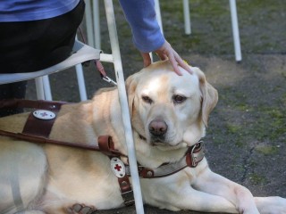 Хвостатые помощники поставят рекорд: 70 собак‑проводников выпустят в Балашихе