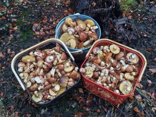 В луховицких лесах грибники собирают полные корзинки маслят