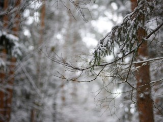 Последние теплые выходные в Подмосковье: уже на следующей неделе придет зима