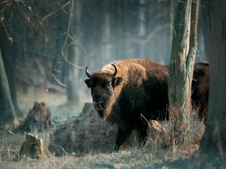 Планы на выходные: день рождения зубрового питомника, открытие выставки и фестиваль