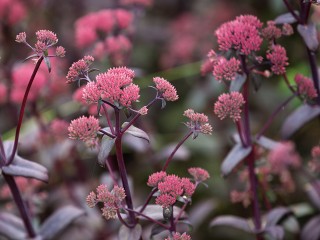 Секрет шикарного цветения очитков на даче весной раскрыли садоводы