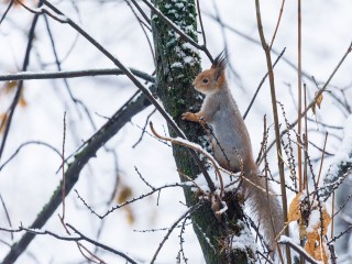 Какой народный праздник отмечают 22 ноября 2025: что можно и нельзя делать на Матрену Зимнюю