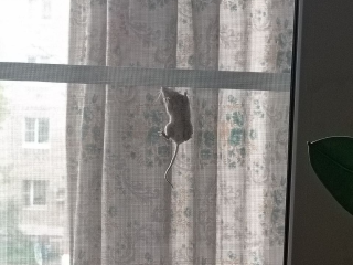 Устроила «балконную войну»: хитрейшая мышь чуть не свела с ума жительницу Электрогорска