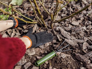 Что нужно успеть сделать на даче в ноябре