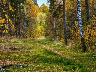 Чернореченский лес преобразят с учетом мнения горожан: как изменится территория?