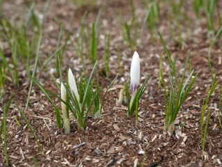 Цветочный сюрприз ноября: жители Истры шокированы весенними цветами посреди осени