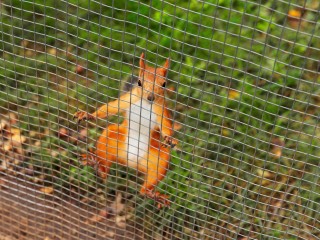 «К вам белка»: почему «пушистые альпинистки» перебрались с деревьев на стены многоэтажек