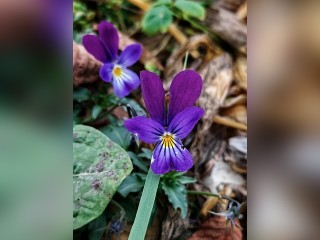 Редкие для Подмосковья топяные фиалки распустились в Орехово-Зуеве