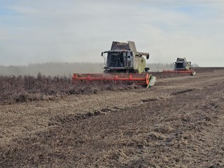 Поздно поспела: рекордный урожай сои до сих пор убирают в Луховицах