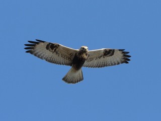 Предвестник морозов: хищника из рода ястребов заметили в Бронницах