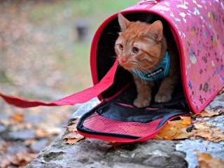 Два дня мяукал под капотом: жители Фермы спасли котенка из автомобиля