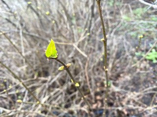 «На Новый год зацветет?»: что заметила жительница Истры во дворе
